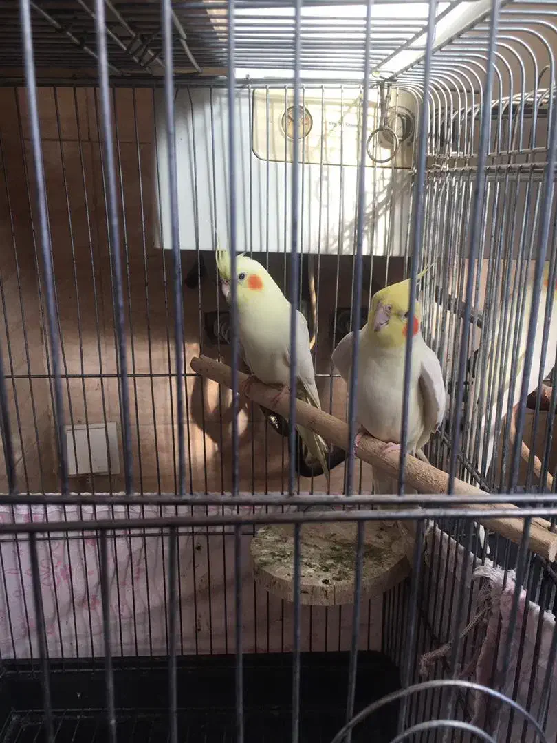 عروس هلندی مولد جفت|پرنده|تهران, خانی آباد نو شمالی|دیوار