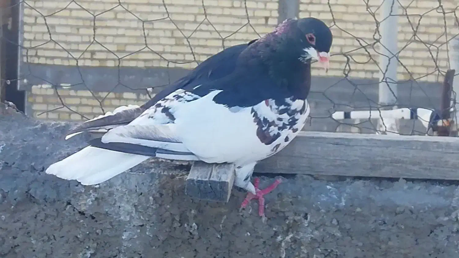 شهری ماده گلدار|پرنده|شیراز, کوشک میدان|دیوار