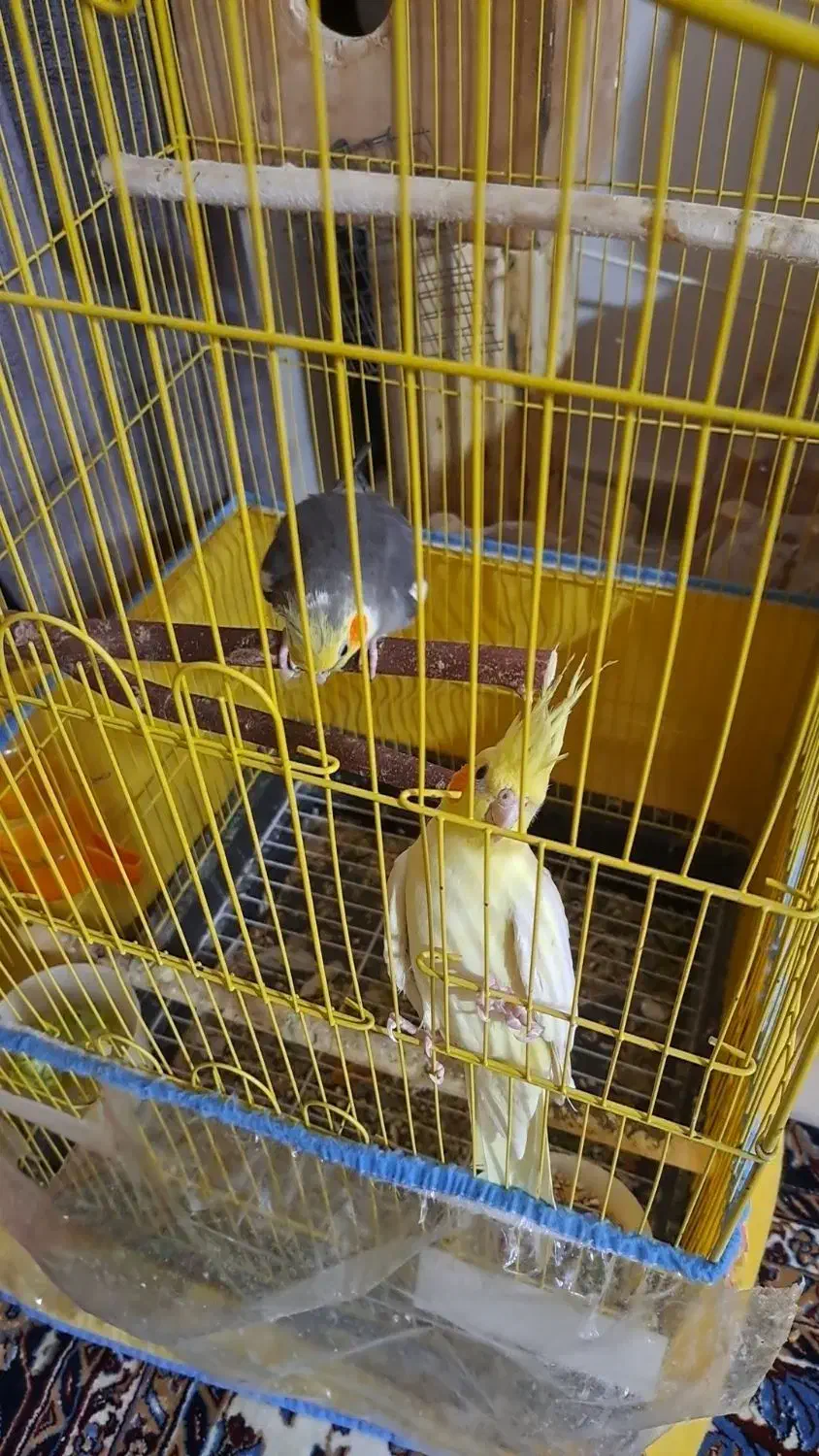 عروس هلندی نرو ماده|پرنده|بندرعباس, |دیوار