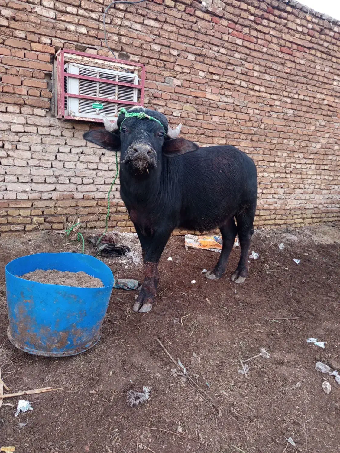 گاومیش نر دو ساله|حیوانات مزرعه|دشت آزادگان, |دیوار