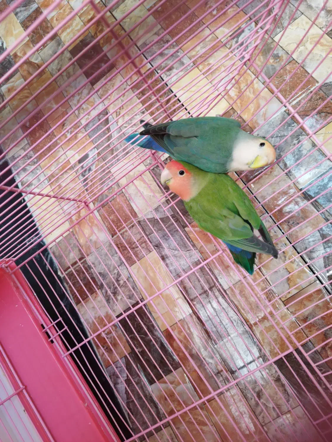 طوطی برزیلی|پرنده|بوکان, |دیوار