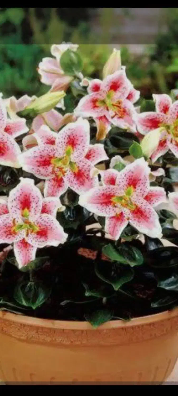 گل خانگی|گل و گیاه طبیعی|اصفهان, ارداجی|دیوار