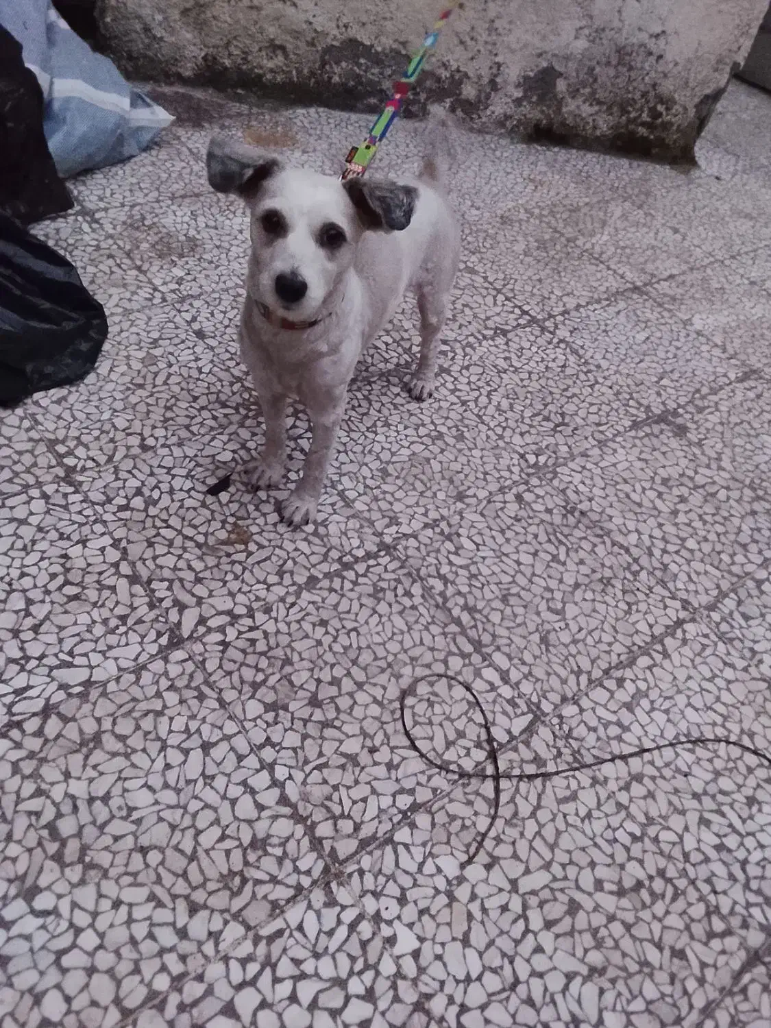 واگذاری سگ پاکوتاه|سگ|رودسر, |دیوار