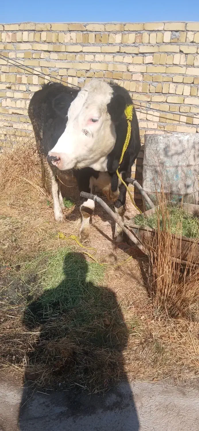 گوساله سیمنتال ماده|حیوانات مزرعه|سجاس رود, |دیوار