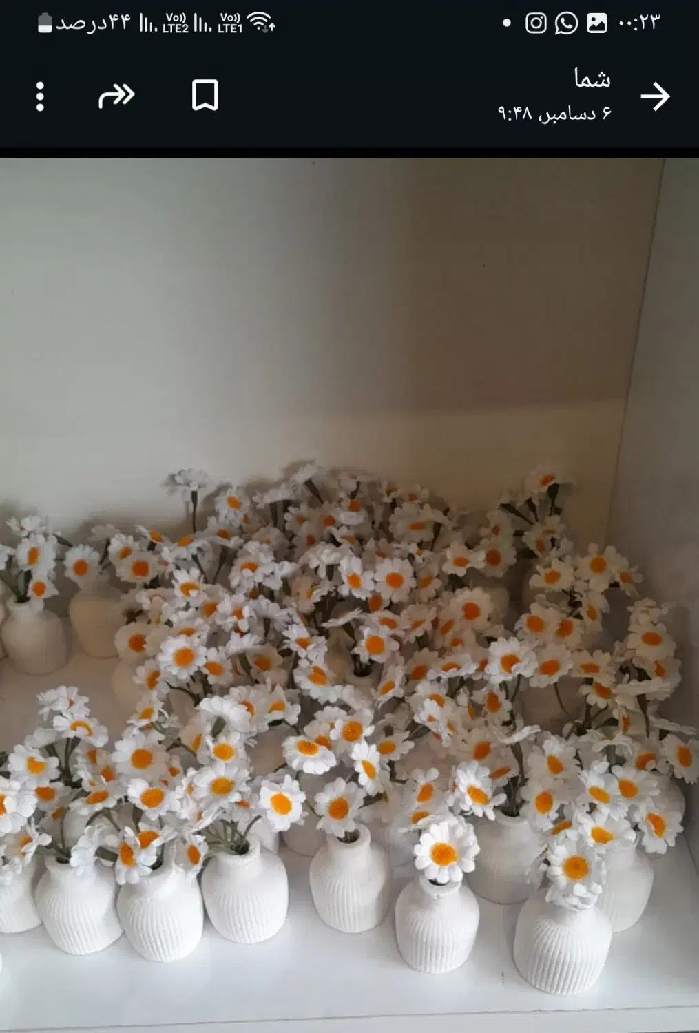 مراکشی گلدان ۵سانتی|گل و گیاه طبیعی|مشکین‌دشت, |دیوار