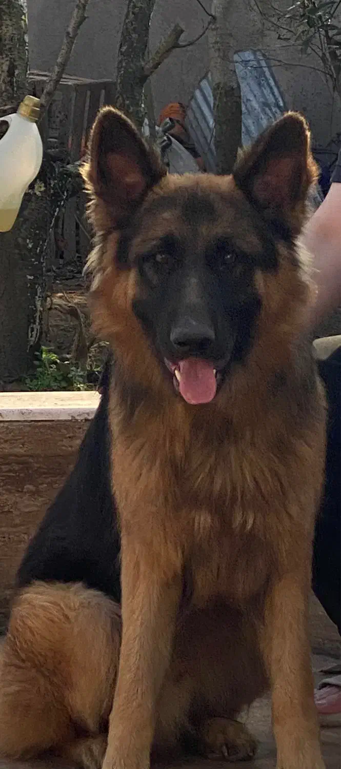 سگ ژرمن شولاین نر|سگ|لنگرود, |دیوار