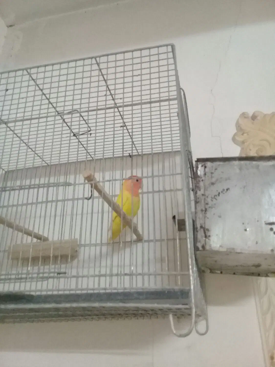 کوتوله گم شده|پرنده|قم, لسانی|دیوار