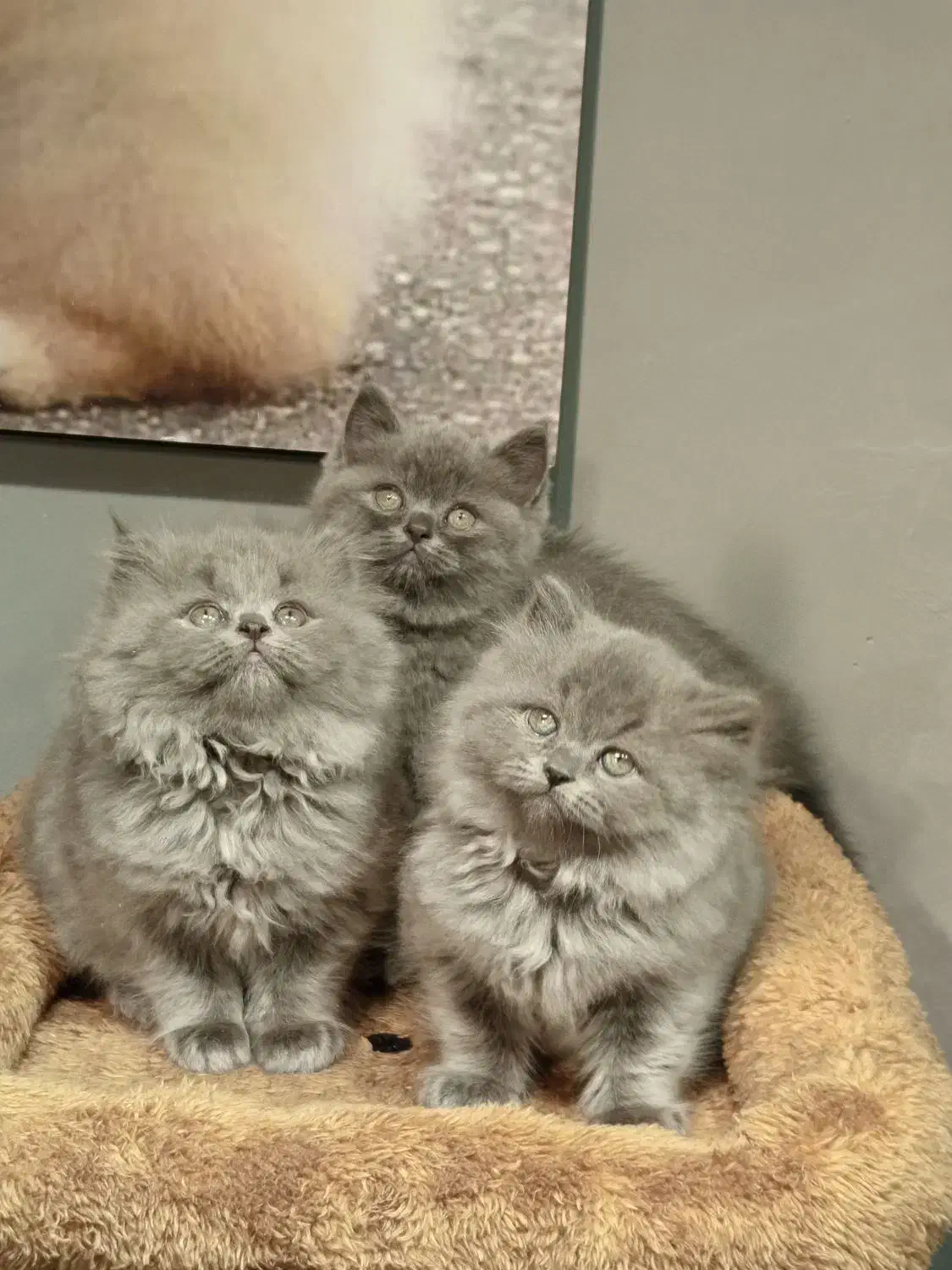 بچه گربه برتیش بلو|گربه|تهران, تهرانسر مرکزی|دیوار