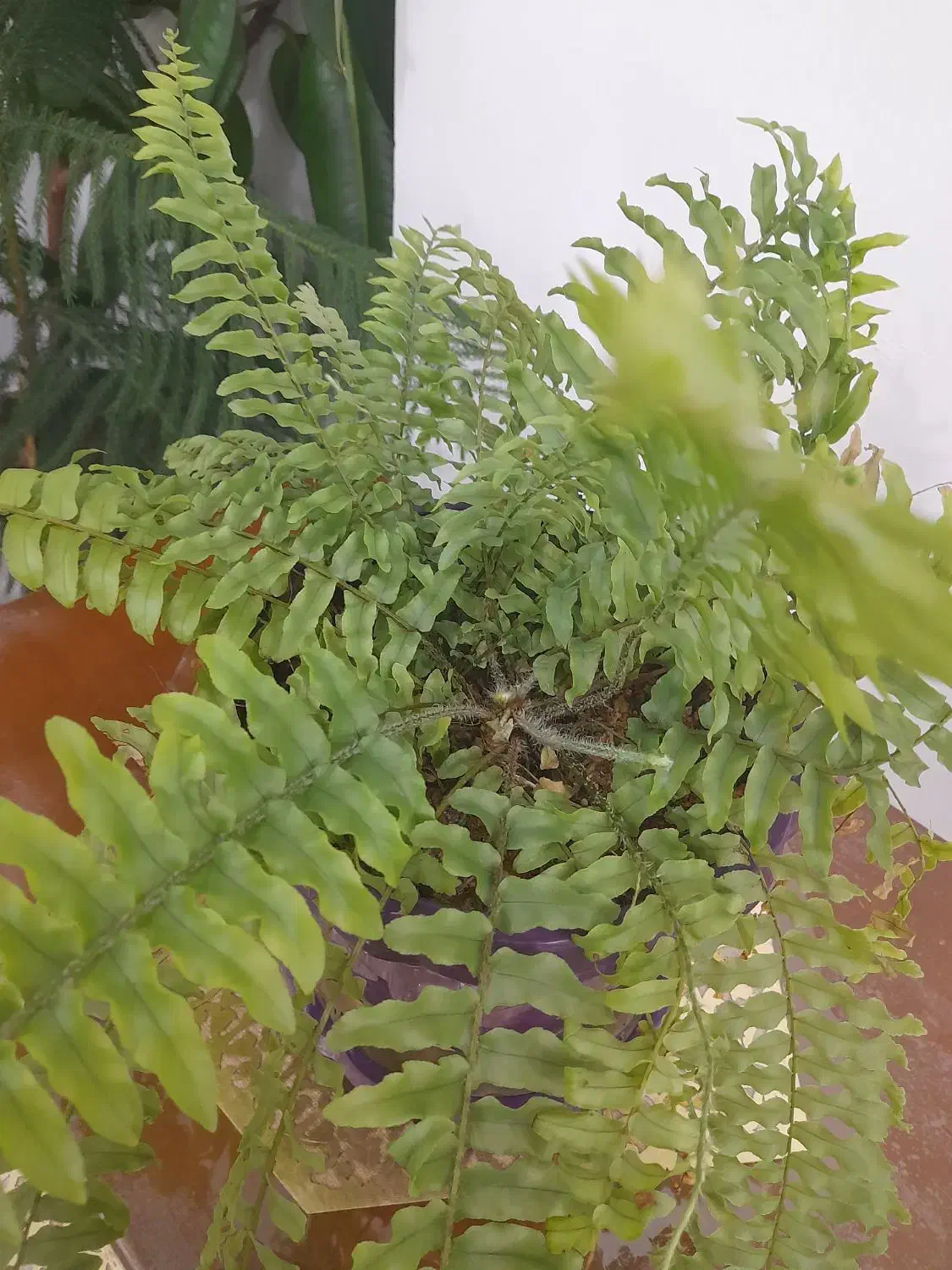 گل طبیعی|گل و گیاه طبیعی|دیواندره, |دیوار