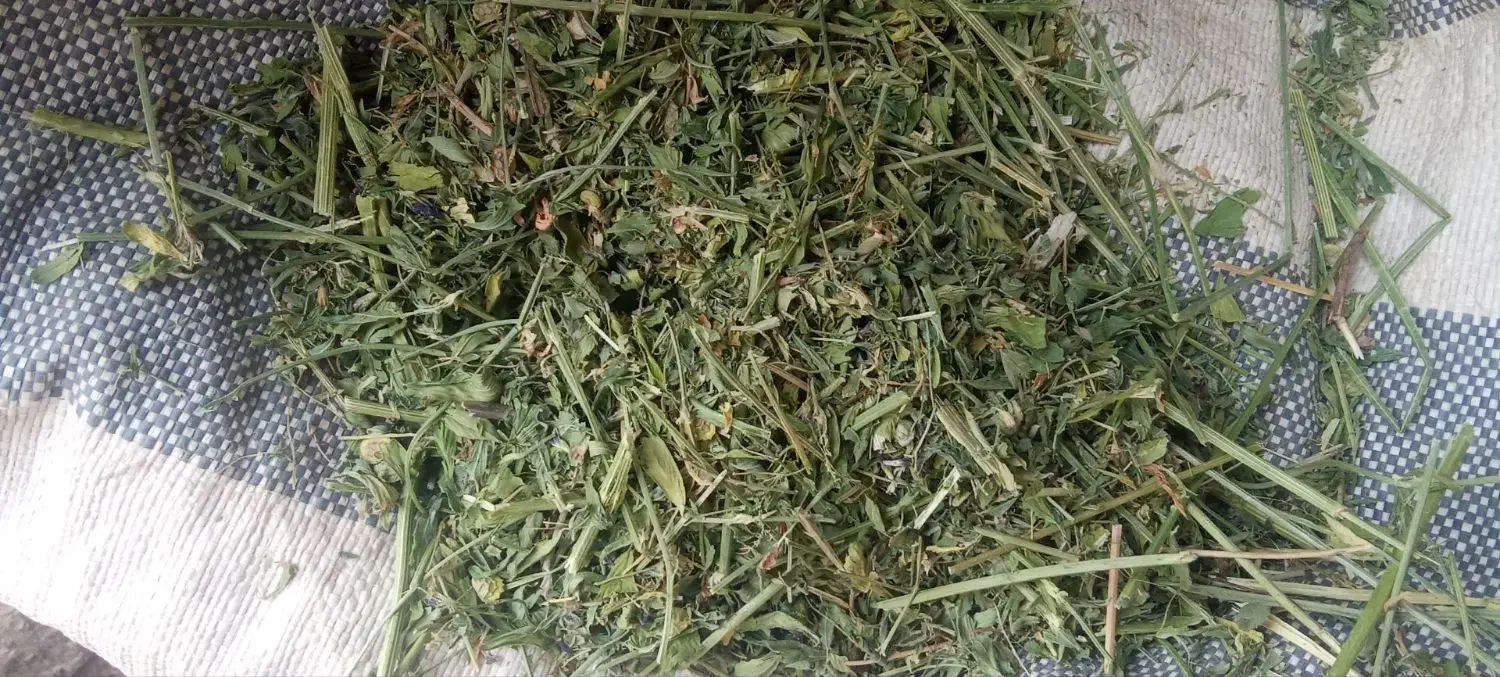 گل ینجه چین 4|حیوانات مزرعه|بن, |دیوار