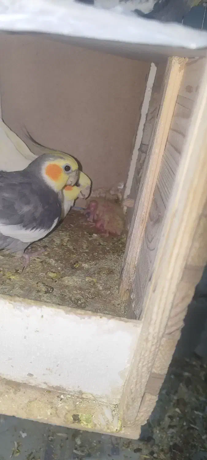 عروس هلندی|پرنده|تهران, اسکندری|دیوار