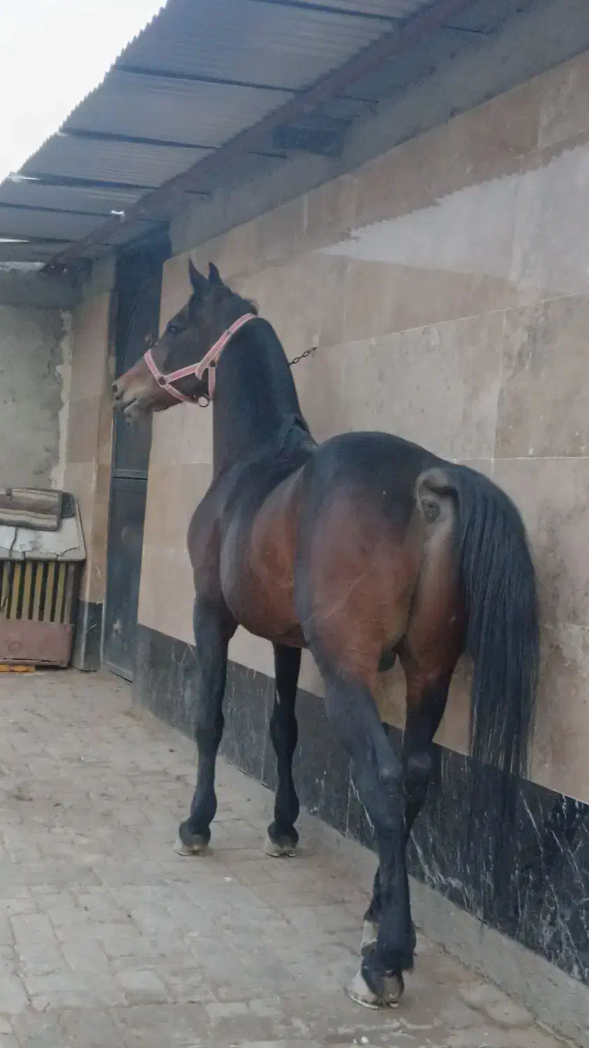 نریان عرب خالص|اسب و تجهیزات اسبسواری|تهران, مولوی|دیوار