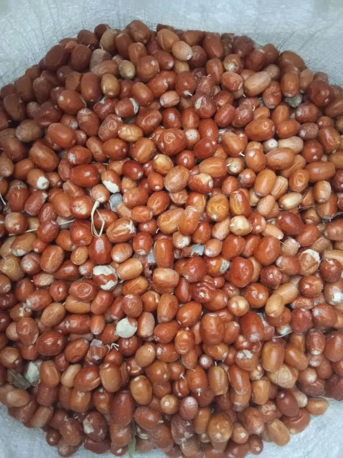 سنجد|خوردنی و آشامیدنی|سنندج, |دیوار