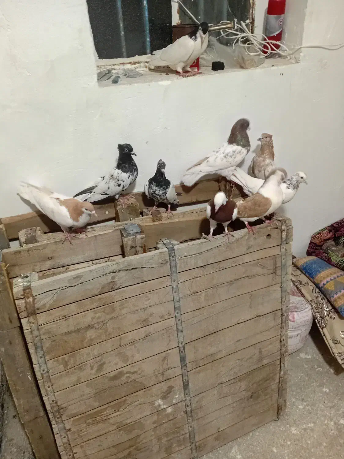 کبوتر رنگی سلطان اباد|پرنده|سبزوار, زینبیه|دیوار