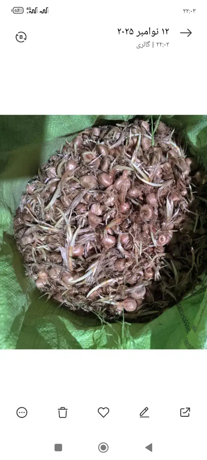 پیاز زعفران پاک شده فروشی|گل و گیاه طبیعی|سده (خراسان جنوبی), |دیوار