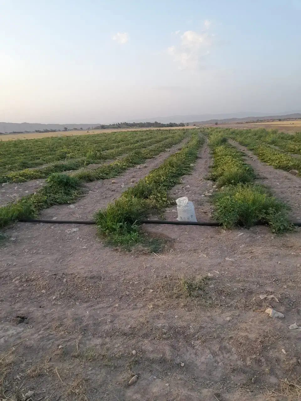 اجاره زمین کشاورزی منطقه خوش آب و هوا|اجارهٔ دفتر صنعتی، کشاورزی، تجاری|بندرعباس, |دیوار