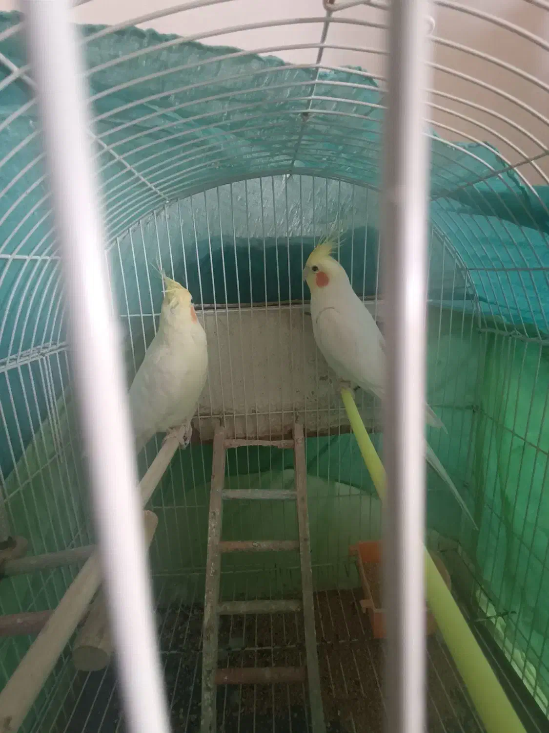 پرنده.عروس هلندی لوتینو مولد بشرط.|پرنده|گلبهار, شهر جدید گلبهار|دیوار