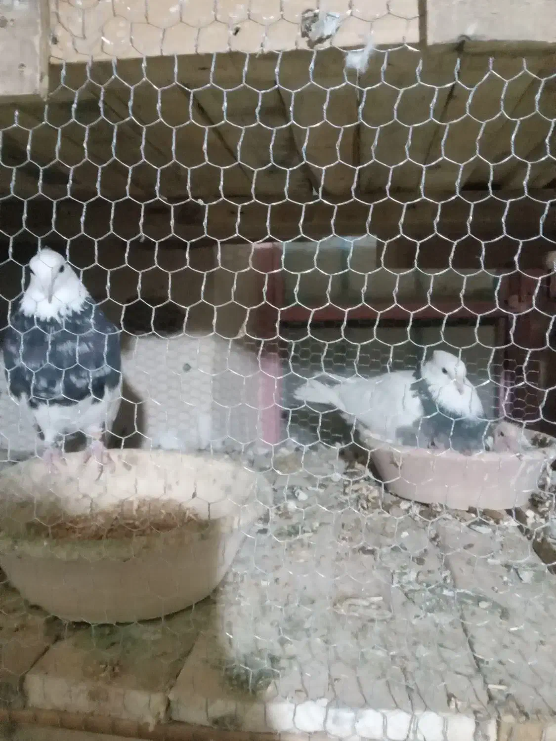 طوقی زرین نر|پرنده|کبودرآهنگ, |دیوار