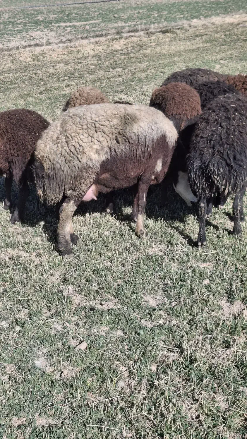 فروش میش بدون بره|حیوانات مزرعه|خنداب, |دیوار