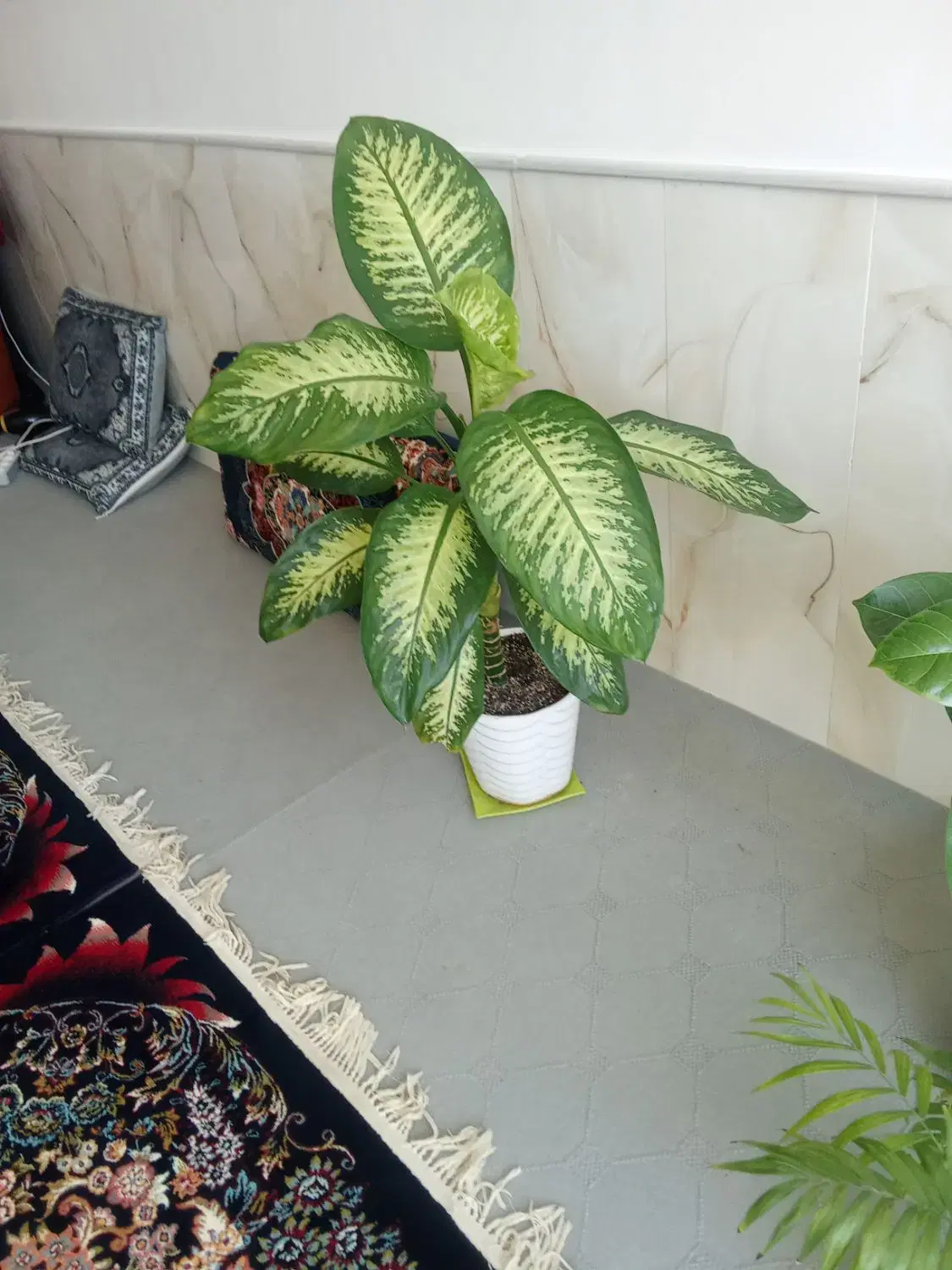 گل دیفن|گل و گیاه طبیعی|نیشابور, مبارکه|دیوار