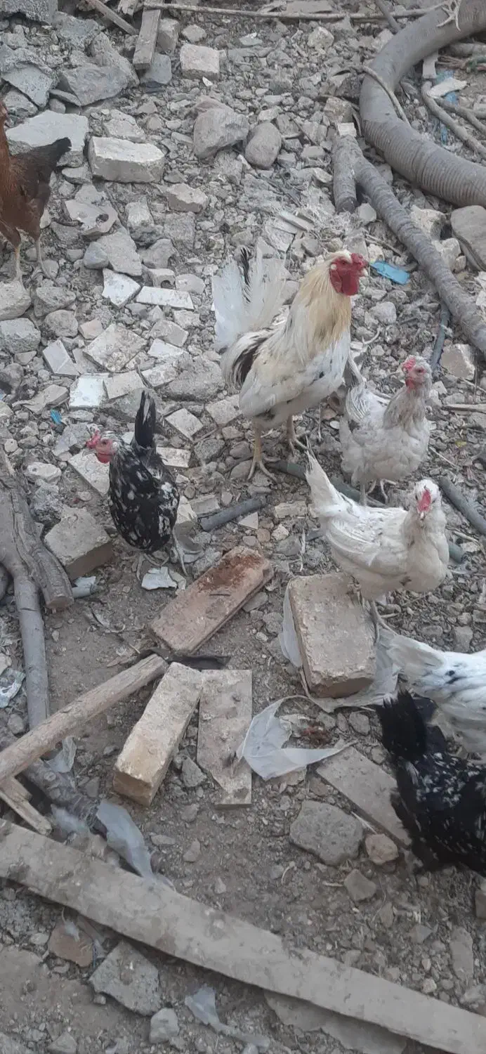 فروش مرغ گلین وخروس وبوقلمون واردک اسرائیلی|حیوانات مزرعه|پیر بکران, |دیوار