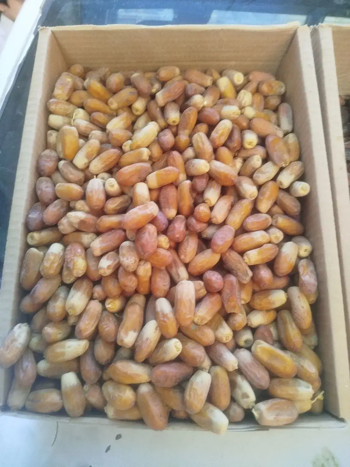 خرما تازه  از نخلستان های بلوچستان ارسال به تهران|خوردنی و آشامیدنی|تهران, گلستان (شهرک راه آهن)|دیوار