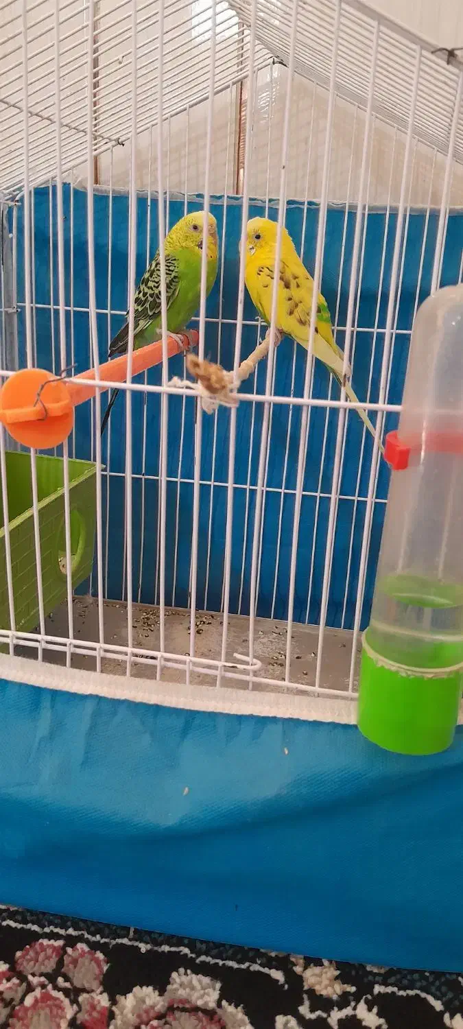 مرغ عشق نر وماده صحیح وسالم|پرنده|اندیکا, |دیوار