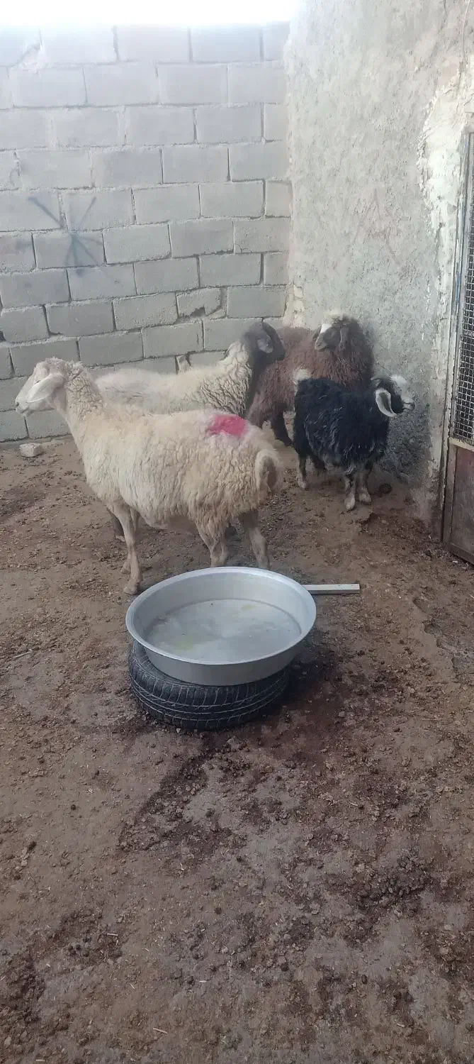 بزغاله بره میش کیلویی|حیوانات مزرعه|بجنورد, |دیوار