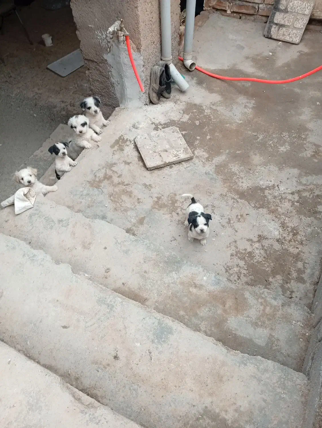 حیوان خانگی|سگ|نیشابور, حقیه|دیوار