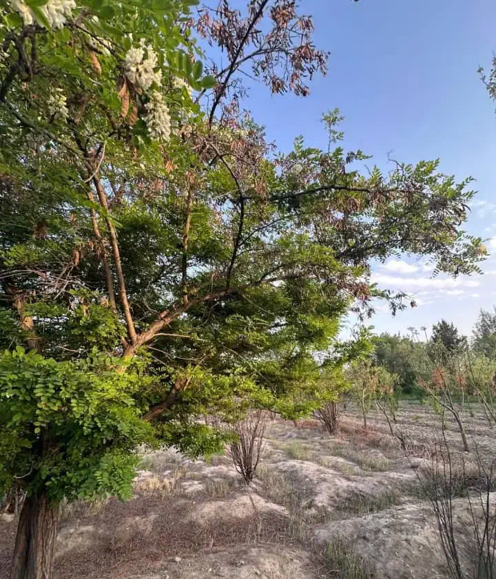 زمین کشاورزی مناسب برای گلخانه،پرورش ماهی وباغچه|فروش زمین و ملک کلنگی|کهریزک, |دیوار