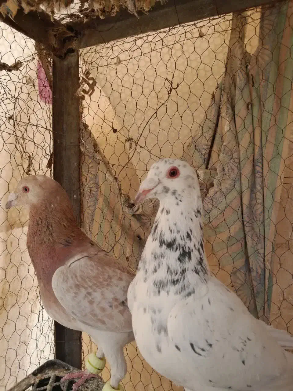 کفتر زرد سرخ سبز سار کله هما|پرنده|تربت‌حیدریه, نواب صفوی|دیوار