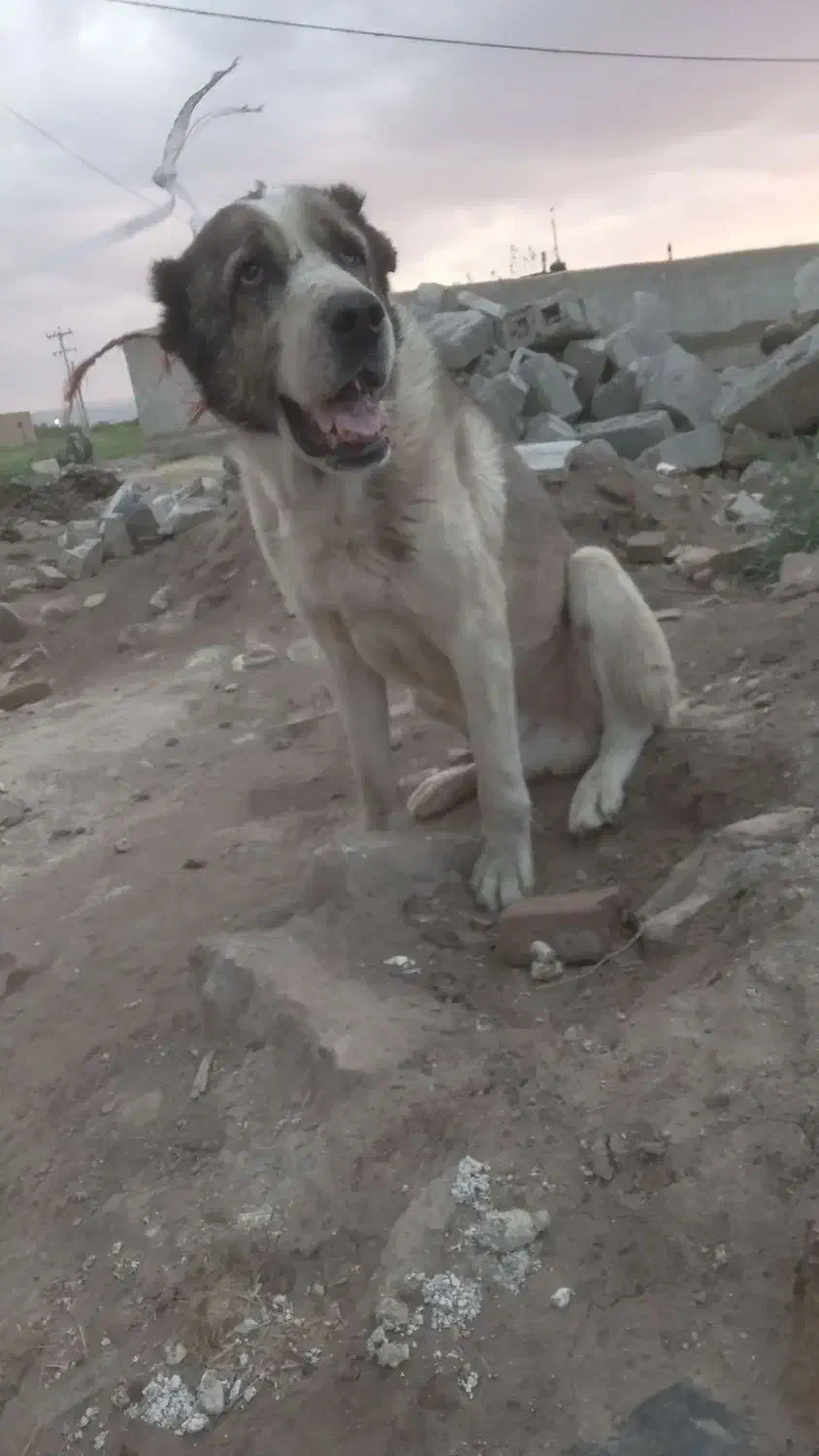 واگزاری سگ|سگ|اسدآباد, |دیوار