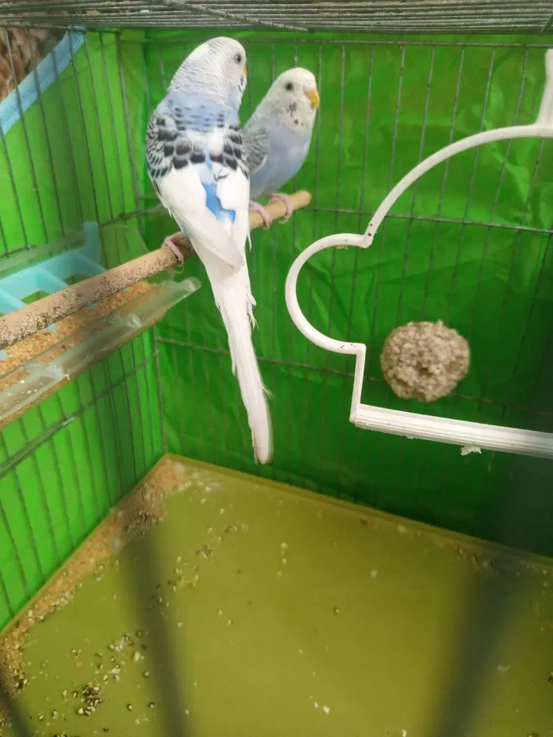 یه جفت مرغ عشق مودل|پرنده|پاکدشت, پاکدشت (مامازند)|دیوار