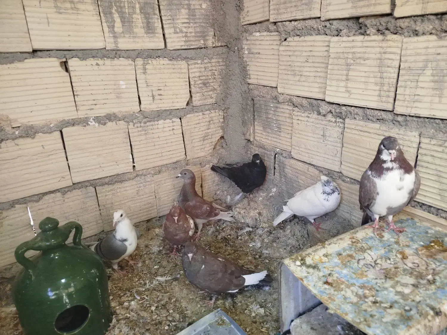 کفتر خوب مفت|پرنده|شیراز, شهرک کوشکک|دیوار