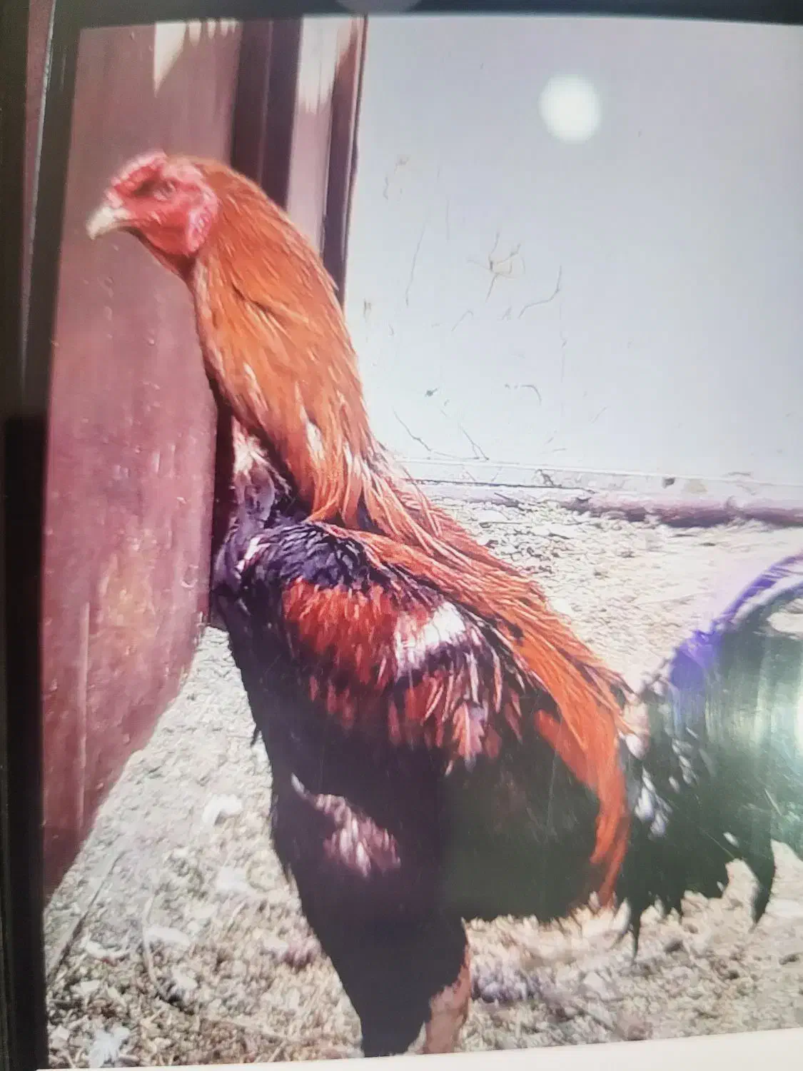 جوجه لاری اصل|حیوانات مزرعه|شیراز, کرونی(خاتونک)|دیوار