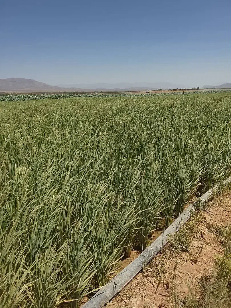 اجاره زمین کشاورزی|اجارهٔ دفتر صنعتی، کشاورزی، تجاری|میمند, |دیوار