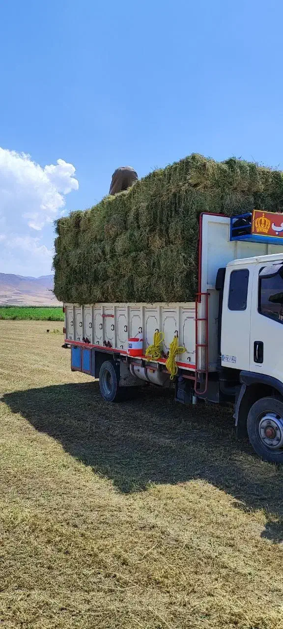 فروش عمده خوراک دام و طیور زیر قیمت بازار|عمده‌فروشی|زرندیه, |دیوار