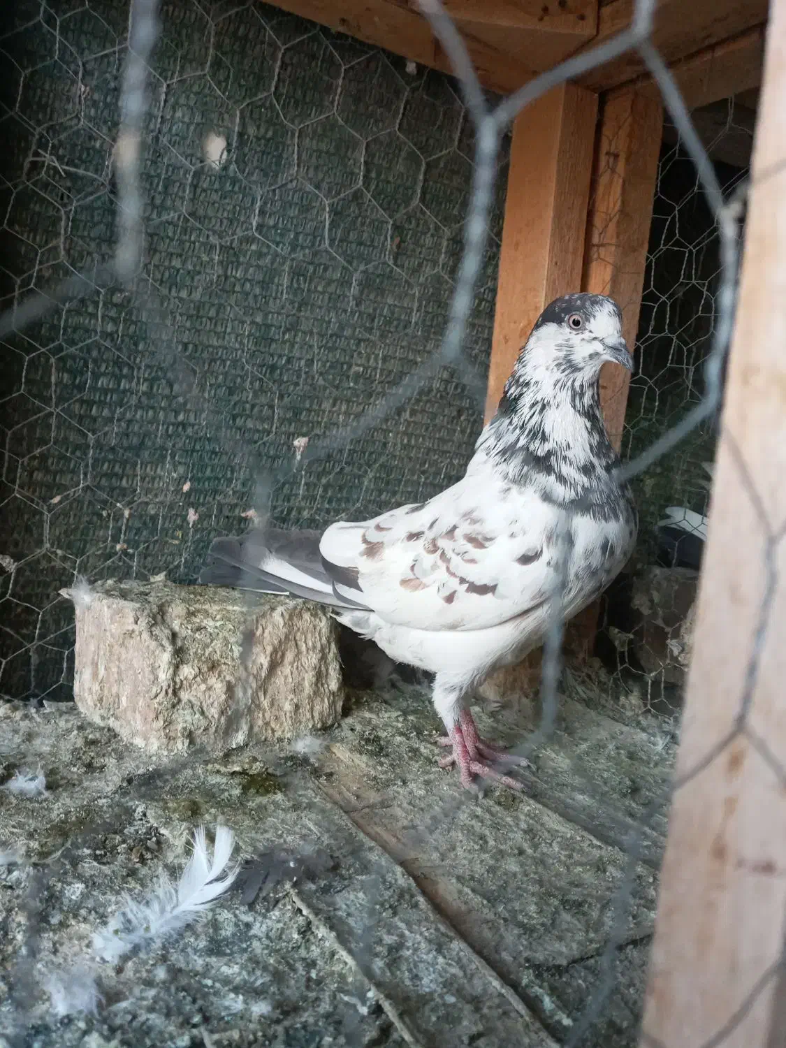 کبوتر.|پرنده|محمدشهر, عباس آباد|دیوار