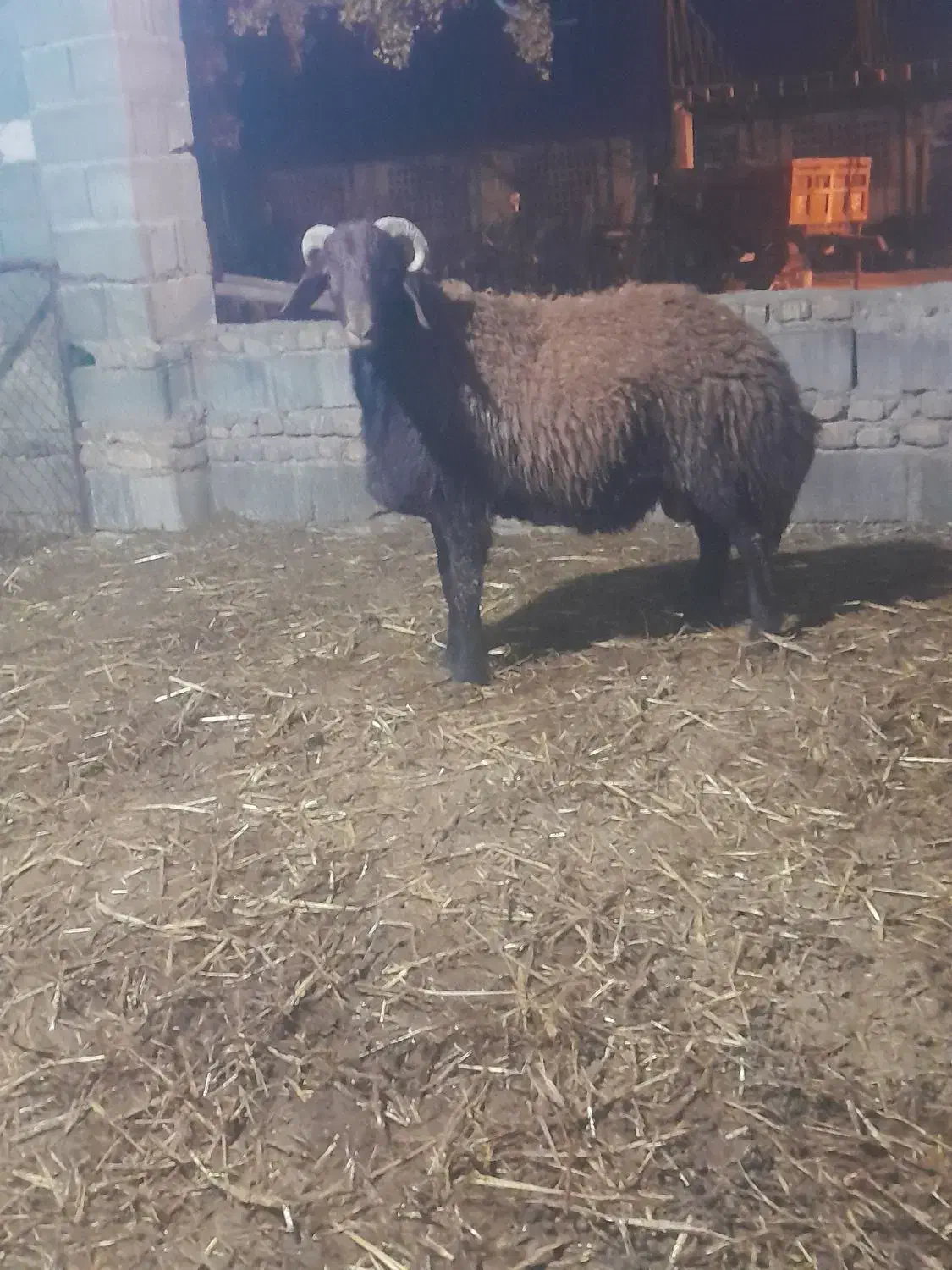 بره|حیوانات مزرعه|گرگان, |دیوار