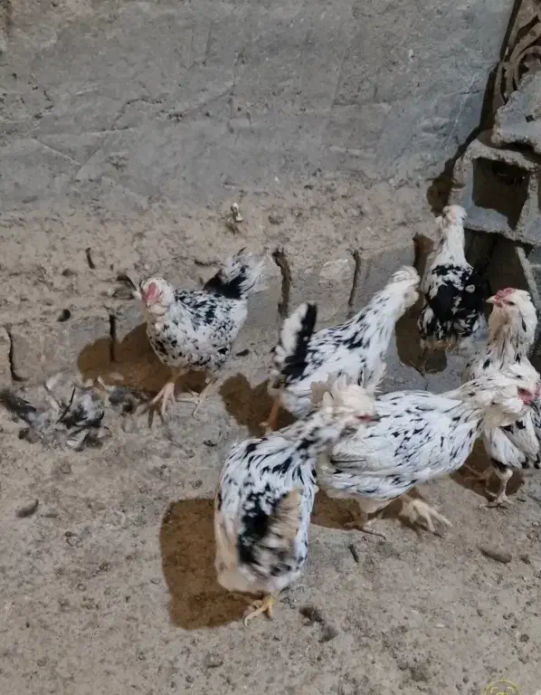 6عدد مرغ گلین پنگوئنی کیفیت فول|حیوانات مزرعه|فلاورجان, |دیوار