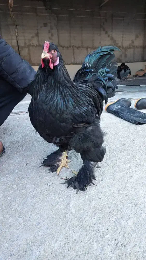 تخم مرغ نطفه دار مرندی|حیوانات مزرعه|شهرضا, |دیوار