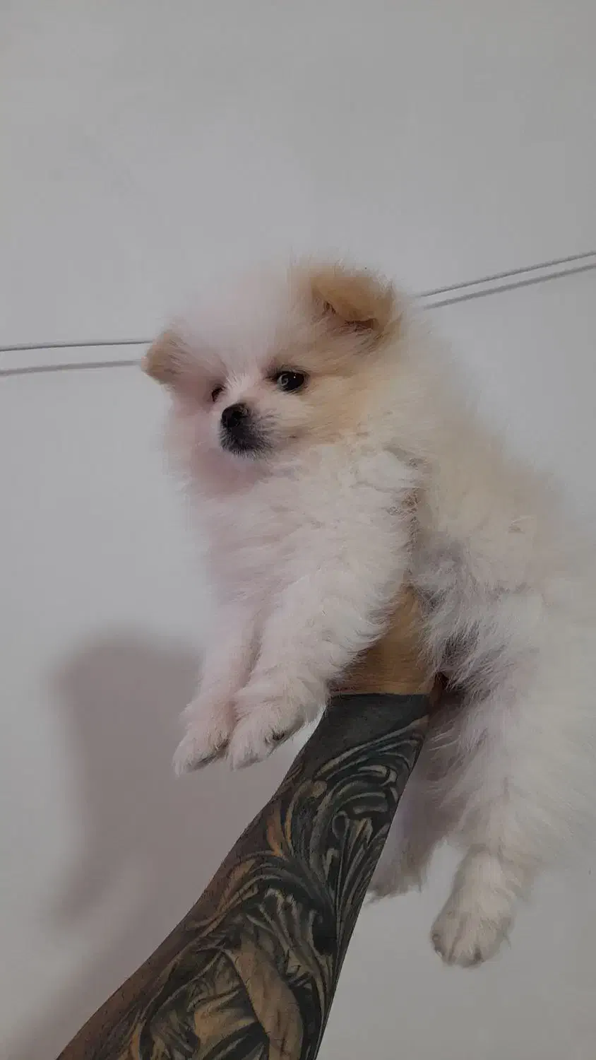 پامر خرسی|سگ|فردیس, فردیس|دیوار