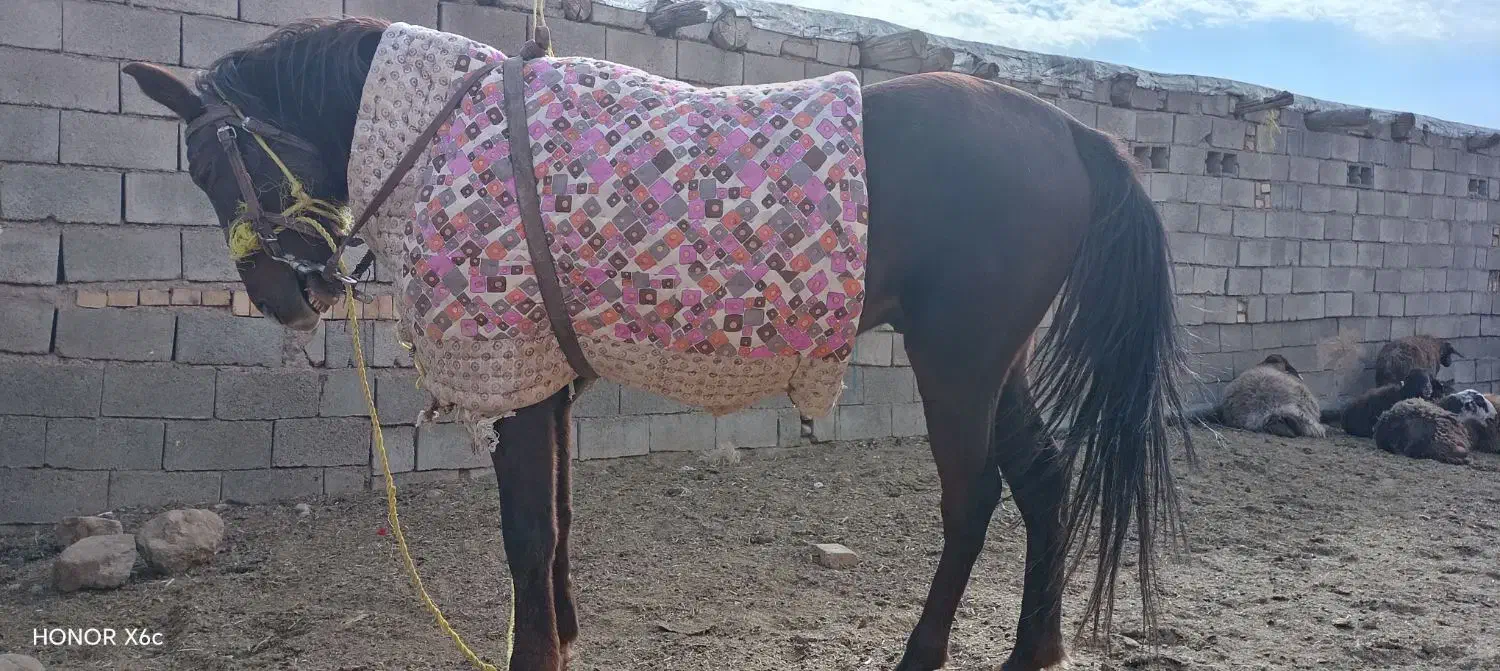 اسب یورقه|اسب و تجهیزات اسب‌سواری|سلیمان, |دیوار