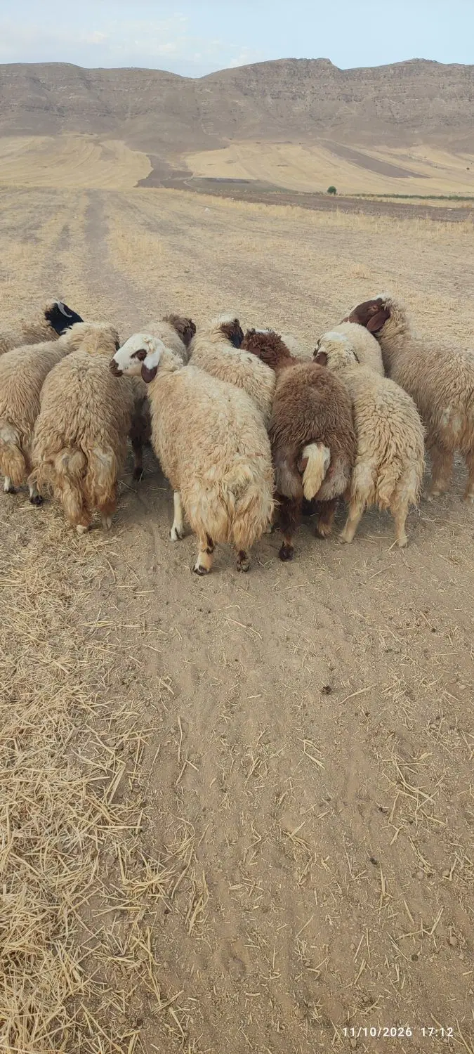 بره|حیوانات مزرعه|حمیل, |دیوار