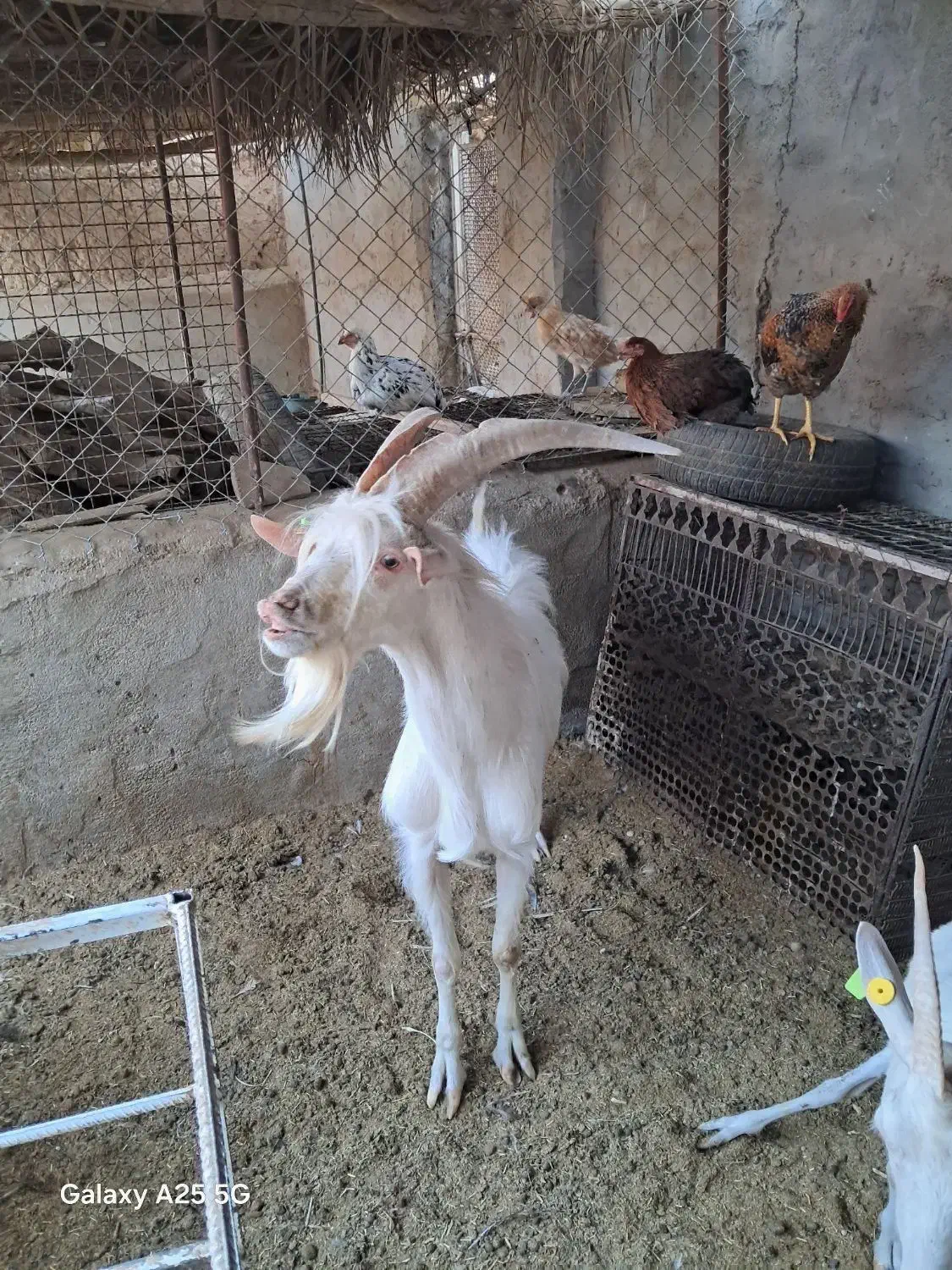 چپش سانن یک|حیوانات مزرعه|اردکان, |دیوار