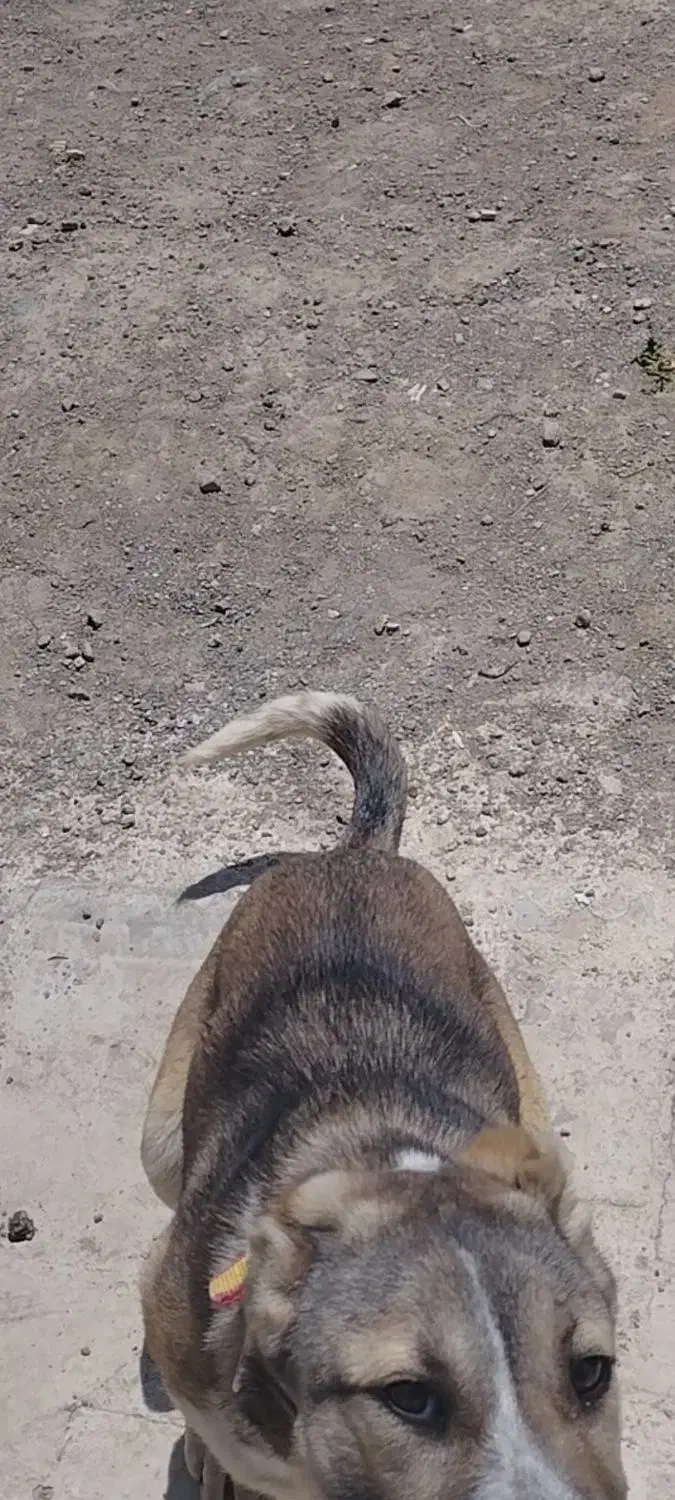 گمشده|حیوانات|تبریز, |دیوار