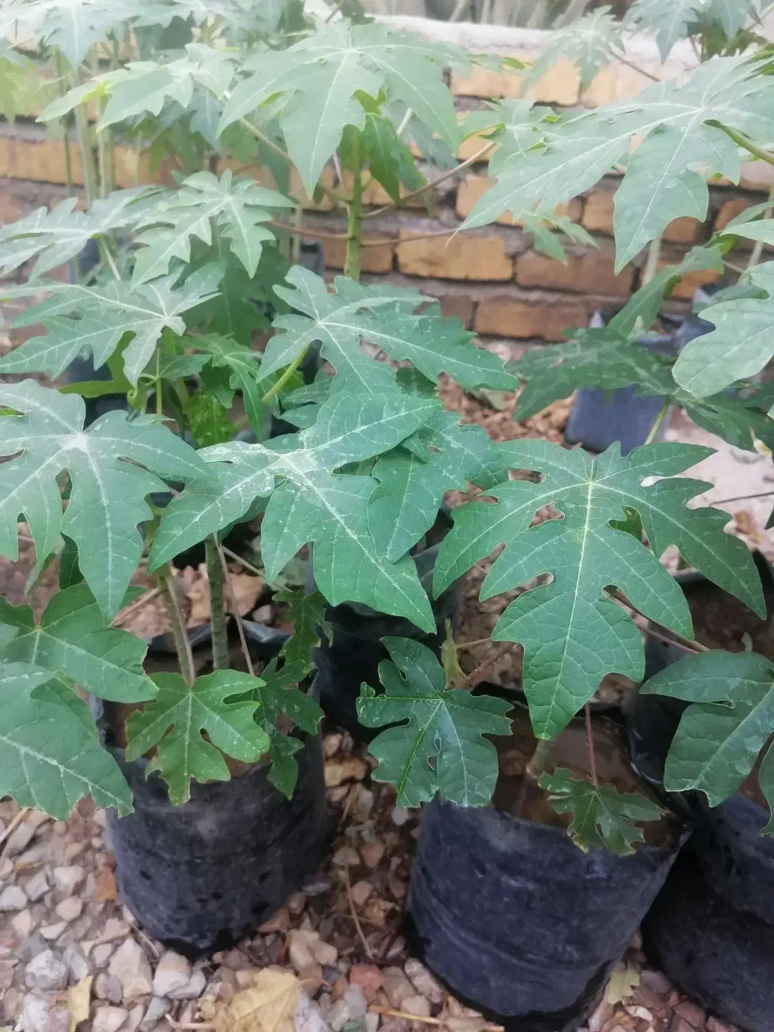 نهال پاپایا|خدمات باغبانی و درختکاری|نورآباد ممسنی, |دیوار