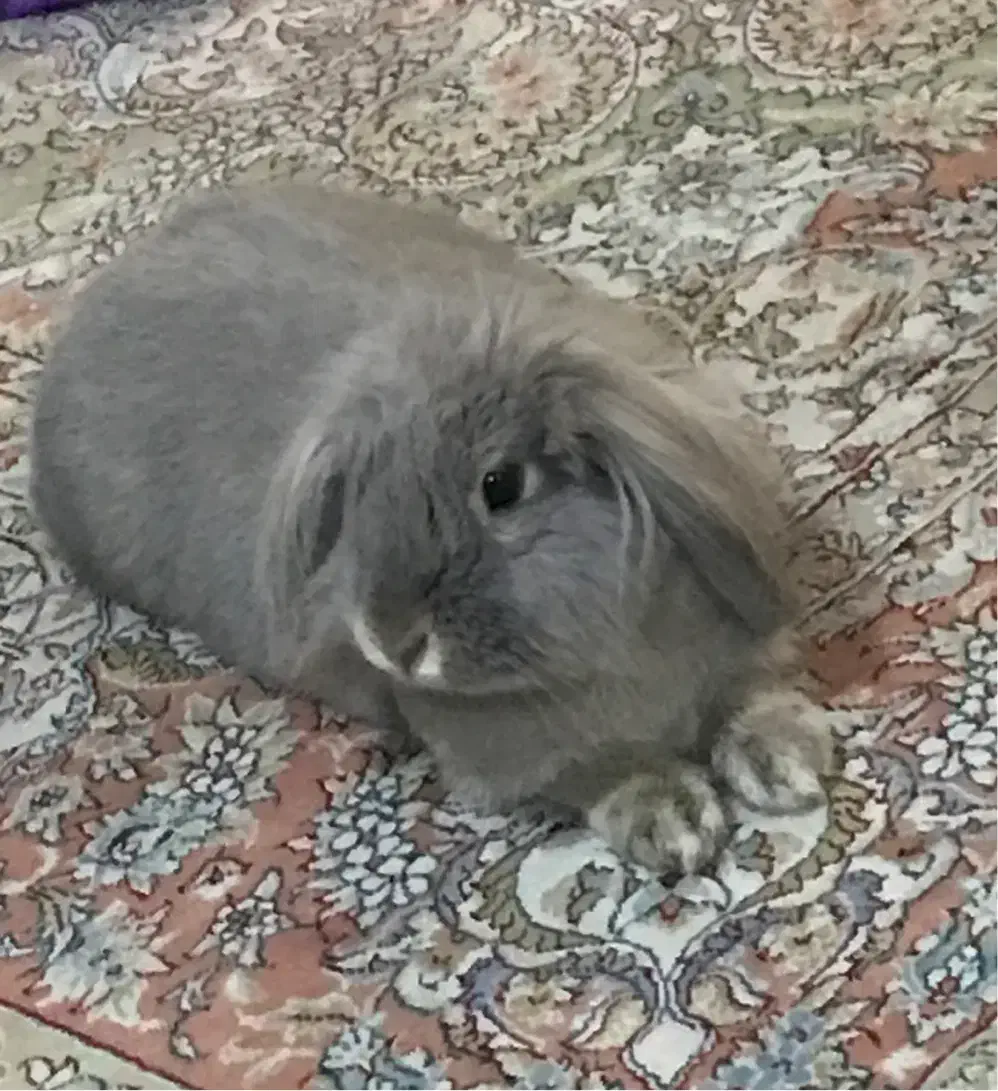 خرگوش لوپ نر|موش و خرگوش|مشهد, رضاشهر|دیوار