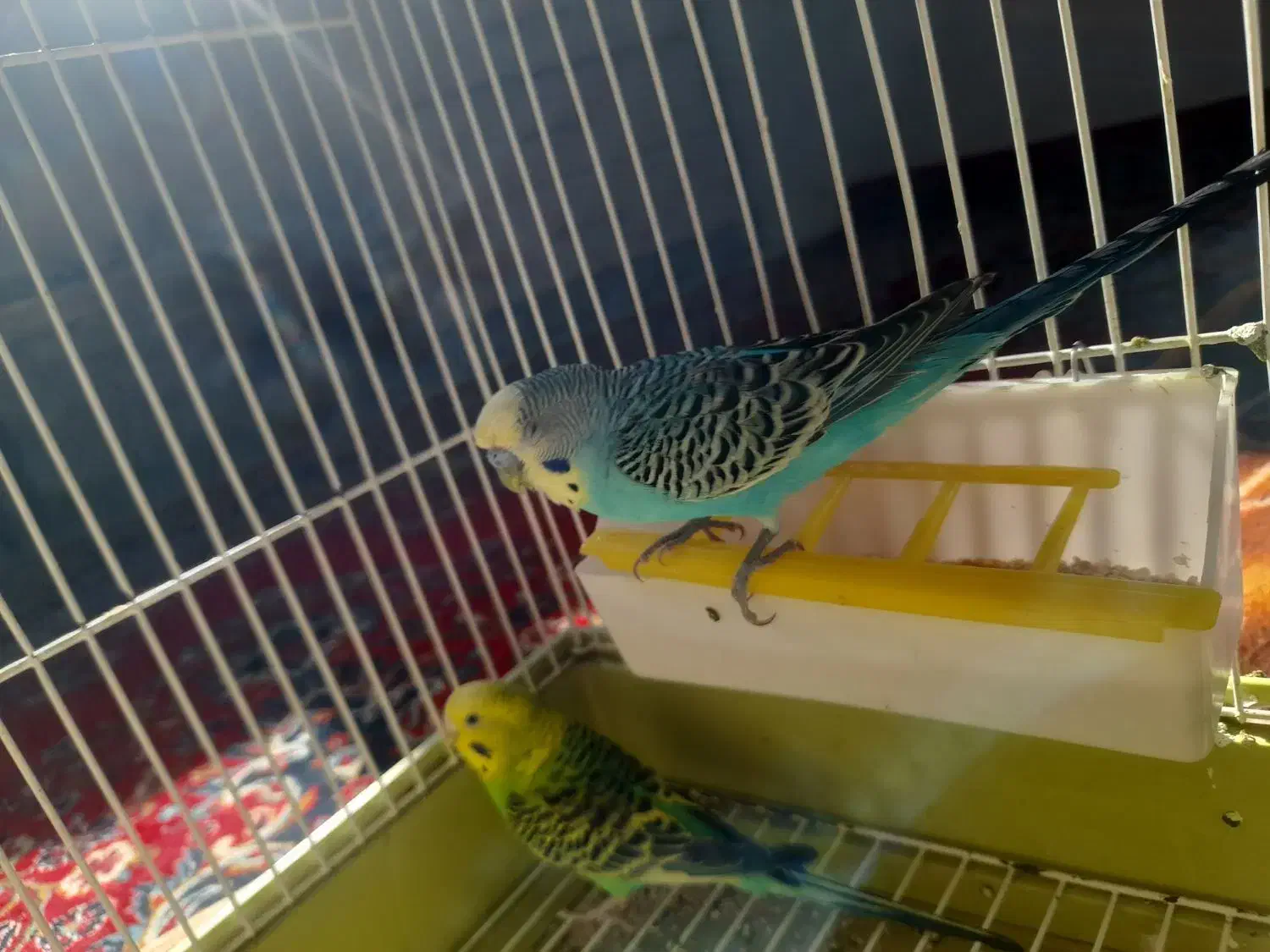 ۲ عدد مرغ عشق سالم|پرنده|دهگلان, |دیوار