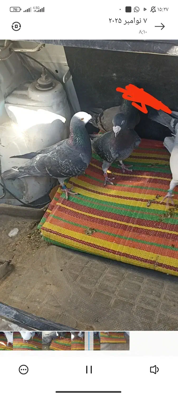 سلام این سه تا کفتر گمشدند|حیوانات|سراوان, |دیوار